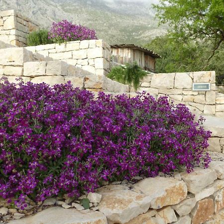 Živogošće Kuca Za Odmor Viola 빌라 외부 사진